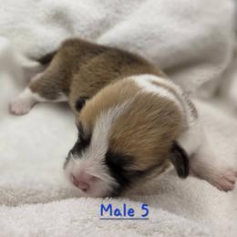 Jumping Jack - Red male Pembroke Welsh Corgi puppy in Powhatan, Virginia from Ranch Hand Corgis