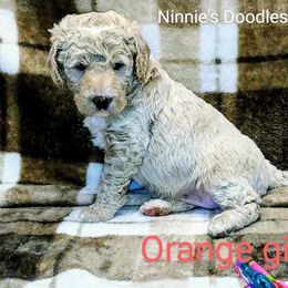 Goldendoodle Puppies from Ninnie's Doodles