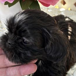 Mochi - Sable male Shih Tzu puppy in Victorville, California from Precioustzus