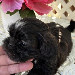 Mochi - Sable male Shih Tzu puppy in Victorville, California from Precioustzus