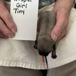 Whisper - Fawn female Pug puppy in Lexington, Alabama from Cook Grandy
