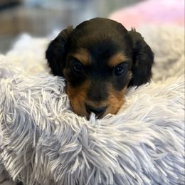 Simon - Black and cream male Dachshund puppy in West Plains, Missouri from Little Legs Legacy