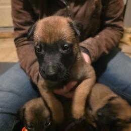 Blue - Fawn male Belgian Malinois puppy in Dillon, Montana from Apex K9 Center LLC