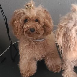 Elisa - Poodle