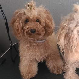 Elisa - Poodle