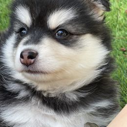 Lucy - Black and white female Pomsky puppy in Diamond Lake, Washington from Husky Haven WA