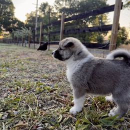 Icelandic Sheepdog Puppies from Hjarta Icelandics