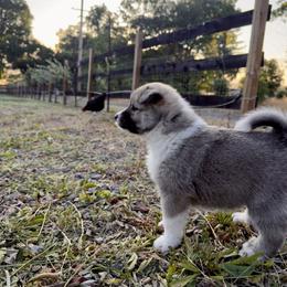 Icelandic Sheepdog Puppies from Hjarta Icelandics