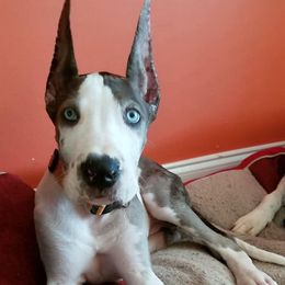 Great Dane Puppies from Dynamic Danes