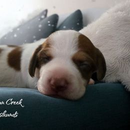 Ruby - Piebald Dachshund puppy in Greenfield, Ohio from Buck Run Creek Dachshunds