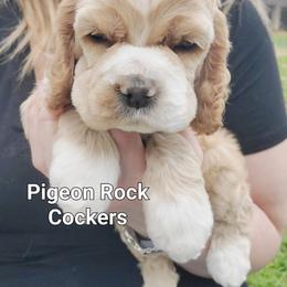 Purple - Buff female Cocker Spaniel puppy in Calhoun, Georgia from Pigeon Rock Cockers