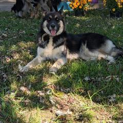 Siberian Husky Puppies from Star Blue Siberians