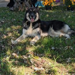 Siberian Husky Puppies from Star Blue Siberians