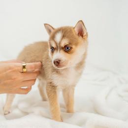 Peach Pie - Red and white male Pomsky puppy in Spring City, Pennsylvania from Pomsky Power Puppies