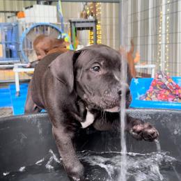 American Bully Puppies from TEXAS BULLY FAMILY