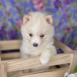 Penelope - White Pomsky puppy in Connecticut from Elle Pomsky