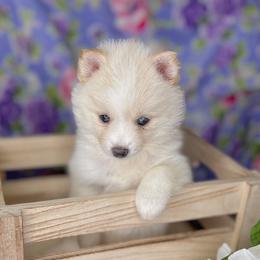 Penelope - White Pomsky puppy in Connecticut from Elle Pomsky