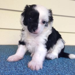 Chinese Crested Puppies from Jewels Chinese Cresteds
