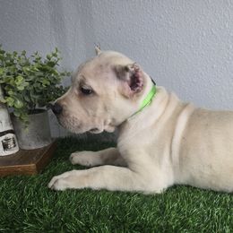 Green Collar - Fawn male Cane Corso puppy in St. Augustine, Florida from RG2 Cane Corsos
