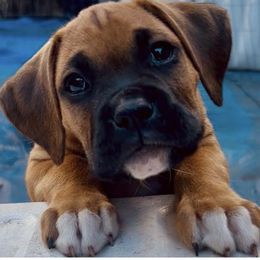 Boss - Fawn male Boxer puppy in Apopka, Florida from Boxer Puppies