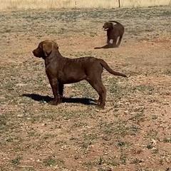 Chesapeake Bay Retriever Puppies from Yellow Town Chesapeake’s
