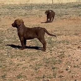 Chesapeake Bay Retriever Puppies from Yellow Town Chesapeake’s