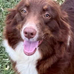 Demi - Miniature Australian Shepherd