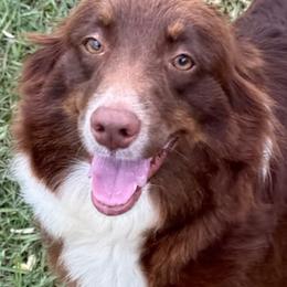 Demi - Miniature Australian Shepherd