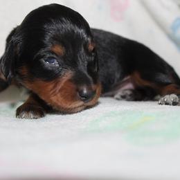 Girl 1 - Black and tan female Dachshund puppy in Craig, Colorado from Rocky Mountain Shih Tzus and Dry Creek Miniature Dachshunds