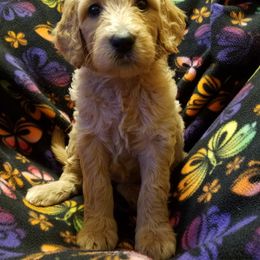 Goldendoodle Puppies from Wisconsin Doodle Dog (of La Crosse)
