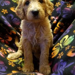 Goldendoodle Puppies from Wisconsin Doodle Dog (of La Crosse)