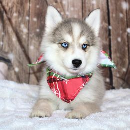 Attina - Silver and white female Pomsky puppy in Centerville, Iowa from LJ Kennels Pomskies, LLC