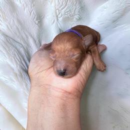 Sophie - Red  female Poodle puppy in Okc, Oklahoma from Designer Poos By Diva