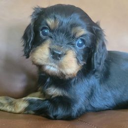 Woody - Black and tan male Cavalier King Charles Spaniel puppy in Caledonia, Michigan from Magnolia Acres