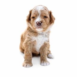 Jay - Red  male Goldendoodle puppy in Boise, Idaho from Goldendoodle Baby