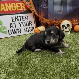 Black and Cream Longhair Male - Black and cream male Dachshund puppy in Killeen, Texas from Southern Dachshunds