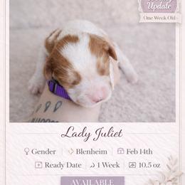 Cavalier King Charles Spaniel Puppies from Comfort Royalty Cavaliers
