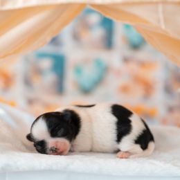 Chihuahua Puppies from Arizona Adventure Chihuahuas