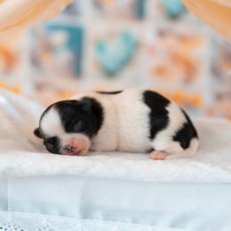 Chihuahua Puppies from Arizona Adventure Chihuahuas