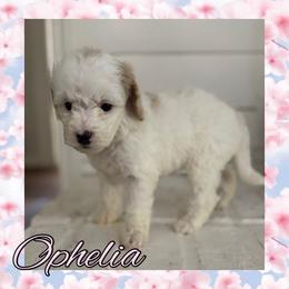 Ophelia - Parti female Goldendoodle puppy in Shreveport, Louisiana from Cottage Doodles