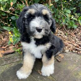 Green - Black and white male Sheepadoodle puppy in Archer, Florida from Gainesville Sheepadoodles