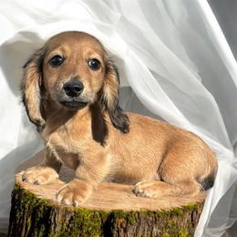 AKC Cream sable male - Sable male Dachshund puppy in Glen St Mary, Florida from Little Pawz, LLC