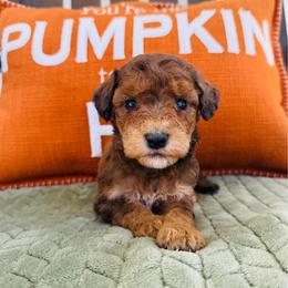 Clyde - Merle male Goldendoodle puppy in Auburn, Indiana from Martin’s Doodles