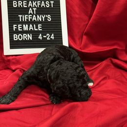 Labradoodle Puppies from Decatur Doodles