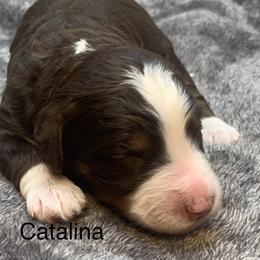 Catalina - Tri-color female Bernedoodle puppy in New Ringgold, Pennsylvania from Hawk Mountain Doodles