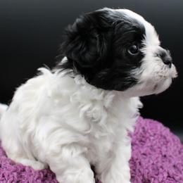Button - Black and white female Havanese puppy in Hendersonville, North Carolina from Grayfinn House