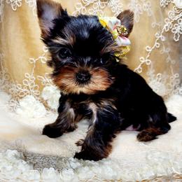 Yorkshire Terrier Puppies from Hetzel’s Enchanted Yorkies (Michigan)