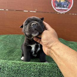 Boy 1 - Black Cane Corso puppy in Union City, California from Busch Kennels LLC