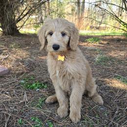Alex - Cream male Goldendoodle puppy in Georgetown, Tennessee from Georgetown Designer & Purebred Puppies