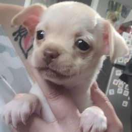 Khloe - Chihuahua puppy from Katie's Krew
